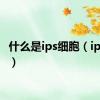 什么是ips细胞（ips细胞）