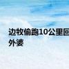 边牧偷跑10公里回乡看外婆