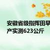 安徽省级指挥田早稻亩产实测623公斤