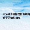 dna分子结构是什么结构（dna分子的结构ppt）