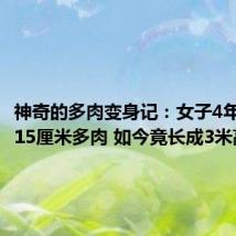 神奇的多肉变身记：女子4年前购买15厘米多肉 如今竟长成3米高！