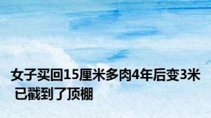 女子买回15厘米多肉4年后变3米 已戳到了顶棚