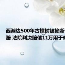 西湖边500年古樟树被撞断该怎么赔 法院判决赔偿11万用于修复