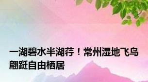 一湖碧水半湖荇！常州湿地飞鸟翩跹自由栖居