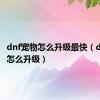 dnf宠物怎么升级最快（dnf宠物怎么升级）