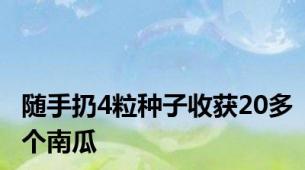 随手扔4粒种子收获20多个南瓜