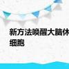 新方法唤醒大脑休眠干细胞