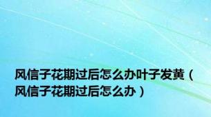 风信子花期过后怎么办叶子发黄（风信子花期过后怎么办）