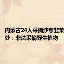 内蒙古24人采摘沙葱韭菜花被查处：非法采摘野生植物