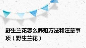 野生兰花怎么养殖方法和注意事项（野生兰花）