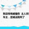 狗没拴绳被撞伤  主人状告涉事车主，宣城法院判了