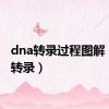 dna转录过程图解（dna转录）