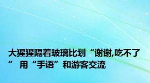 大猩猩隔着玻璃比划“谢谢,吃不了” 用“手语”和游客交流