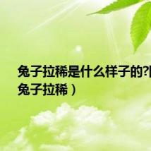 兔子拉稀是什么样子的?图片（兔子拉稀）