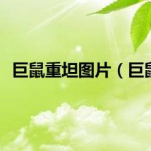 巨鼠重坦图片（巨鼠）