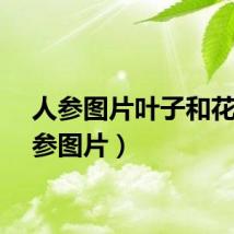 人参图片叶子和花（人参图片）