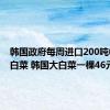 韩国政府每周进口200吨中国大白菜 韩国大白菜一棵46元