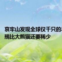 哀牢山发现全球仅千只的鸟 海南鳽比大熊猫还要稀少