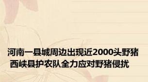 河南一县城周边出现近2000头野猪 西峡县护农队全力应对野猪侵扰