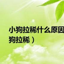 小狗拉稀什么原因（小狗拉稀）