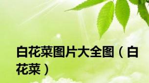 白花菜图片大全图（白花菜）