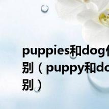 puppies和dog什么区别（puppy和dog的区别）