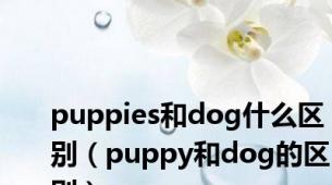 puppies和dog什么区别（puppy和dog的区别）